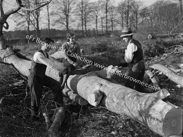 TREE FELLING